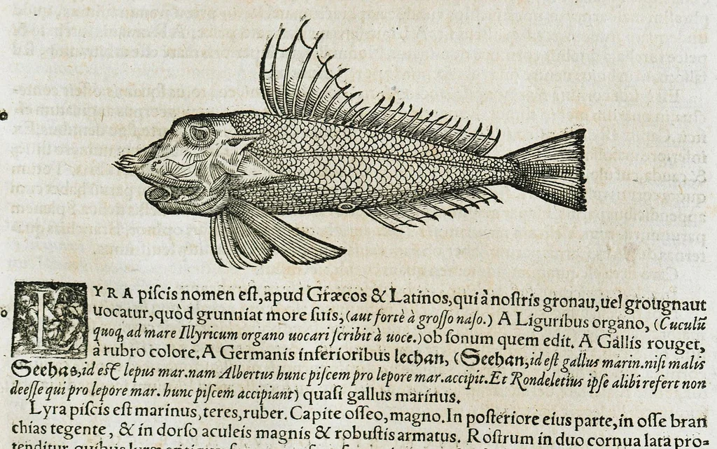 An illustration from Conradi Gesneri medici Tigurini Historiæ animalium liber IIII. Qui est de Piscium & aquatilium animantium natura. Cum iconibus singulorum ad uiuum expressis fere omnib. DCCVI. Continentur in hoc uolumine Gulielmi Rondeletij quoq[ue] medicinæ professoris regij in Schola Monspeliensi et Petri Bellonij Cenomani, medici hoc tempore Lutetiæ eximij, de aquatilium singulis scripta, 1558, leaf 653