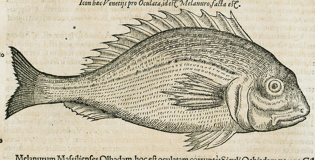 An illustration from Conradi Gesneri medici Tigurini Historiæ animalium liber IIII. Qui est de Piscium & aquatilium animantium natura. Cum iconibus singulorum ad uiuum expressis fere omnib. DCCVI. Continentur in hoc uolumine Gulielmi Rondeletij quoq[ue] medicinæ professoris regij in Schola Monspeliensi et Petri Bellonij Cenomani, medici hoc tempore Lutetiæ eximij, de aquatilium singulis scripta, 1558, leaf 683