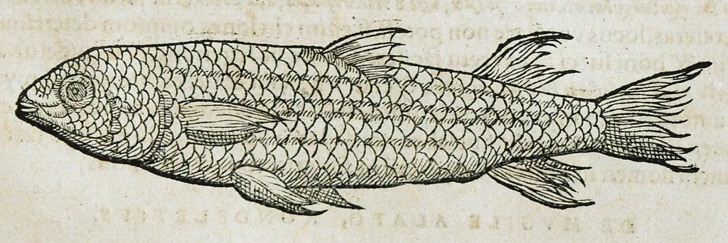 An illustration from Conradi Gesneri medici Tigurini Historiæ animalium liber IIII. Qui est de Piscium & aquatilium animantium natura. Cum iconibus singulorum ad uiuum expressis fere omnib. DCCVI. Continentur in hoc uolumine Gulielmi Rondeletij quoq[ue] medicinæ professoris regij in Schola Monspeliensi et Petri Bellonij Cenomani, medici hoc tempore Lutetiæ eximij, de aquatilium singulis scripta, 1558, leaf 695