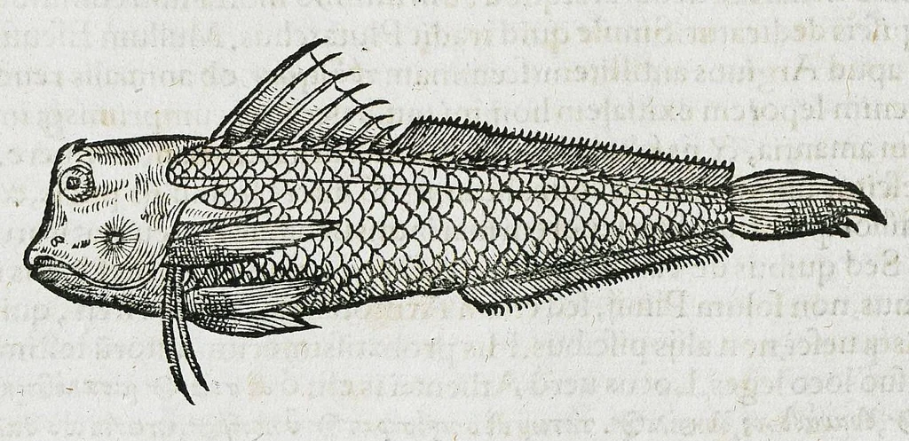 An illustration from Conradi Gesneri medici Tigurini Historiæ animalium liber IIII. Qui est de Piscium & aquatilium animantium natura. Cum iconibus singulorum ad uiuum expressis fere omnib. DCCVI. Continentur in hoc uolumine Gulielmi Rondeletij quoq[ue] medicinæ professoris regij in Schola Monspeliensi et Petri Bellonij Cenomani, medici hoc tempore Lutetiæ eximij, de aquatilium singulis scripta, 1558, leaf 714