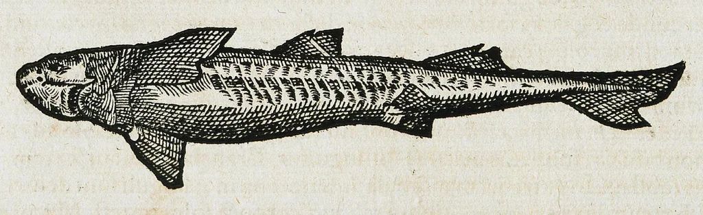 An illustration from Conradi Gesneri medici Tigurini Historiæ animalium liber IIII. Qui est de Piscium & aquatilium animantium natura. Cum iconibus singulorum ad uiuum expressis fere omnib. DCCVI. Continentur in hoc uolumine Gulielmi Rondeletij quoq[ue] medicinæ professoris regij in Schola Monspeliensi et Petri Bellonij Cenomani, medici hoc tempore Lutetiæ eximij, de aquatilium singulis scripta, 1558, leaf 760