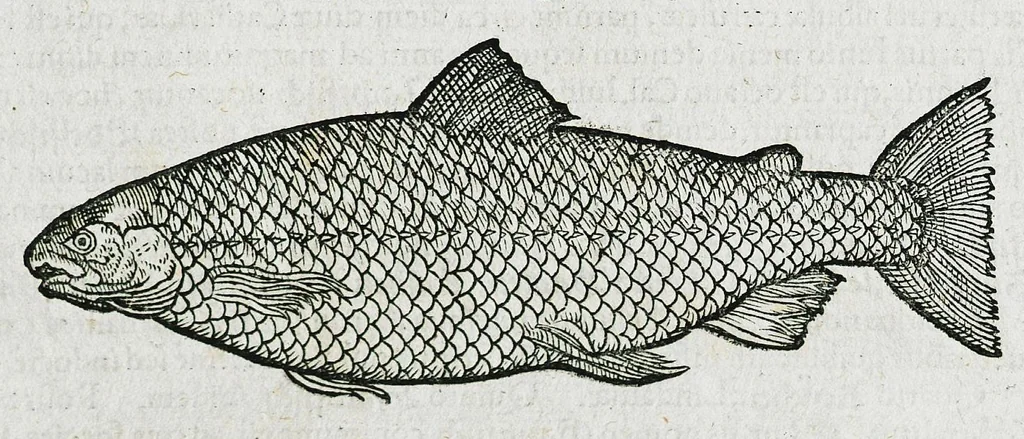 An illustration from Conradi Gesneri medici Tigurini Historiæ animalium liber IIII. Qui est de Piscium & aquatilium animantium natura. Cum iconibus singulorum ad uiuum expressis fere omnib. DCCVI. Continentur in hoc uolumine Gulielmi Rondeletij quoq[ue] medicinæ professoris regij in Schola Monspeliensi et Petri Bellonij Cenomani, medici hoc tempore Lutetiæ eximij, de aquatilium singulis scripta, 1558, leaf 79