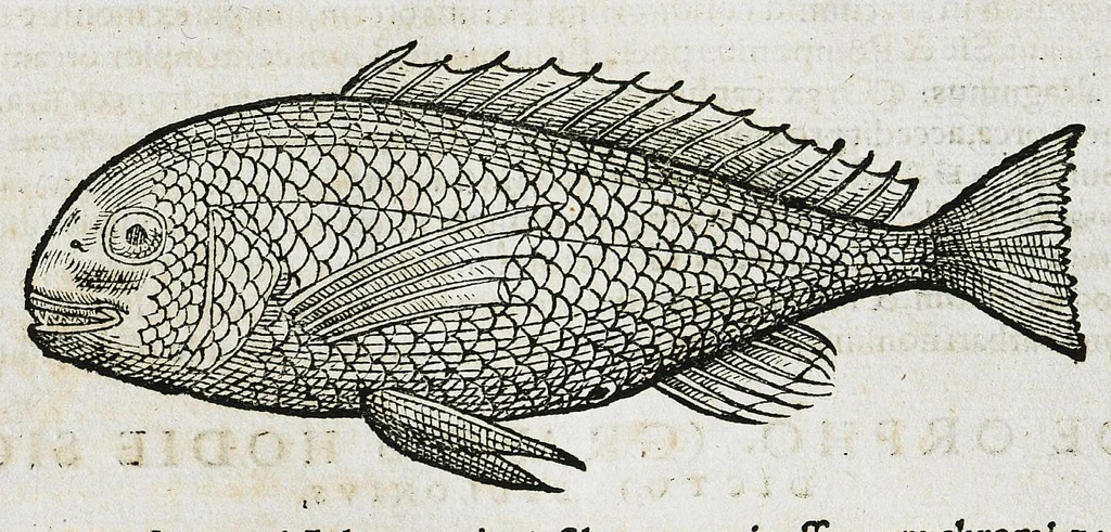 An illustration from Conradi Gesneri medici Tigurini Historiæ animalium liber IIII. Qui est de Piscium & aquatilium animantium natura. Cum iconibus singulorum ad uiuum expressis fere omnib. DCCVI. Continentur in hoc uolumine Gulielmi Rondeletij quoq[ue] medicinæ professoris regij in Schola Monspeliensi et Petri Bellonij Cenomani, medici hoc tempore Lutetiæ eximij, de aquatilium singulis scripta, 1558, leaf 796