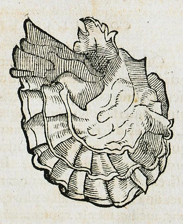 An illustration from Conradi Gesneri medici Tigurini Historiæ animalium liber IIII. Qui est de Piscium & aquatilium animantium natura. Cum iconibus singulorum ad uiuum expressis fere omnib. DCCVI. Continentur in hoc uolumine Gulielmi Rondeletij quoq[ue] medicinæ professoris regij in Schola Monspeliensi et Petri Bellonij Cenomani, medici hoc tempore Lutetiæ eximij, de aquatilium singulis scripta, 1558, leaf 805