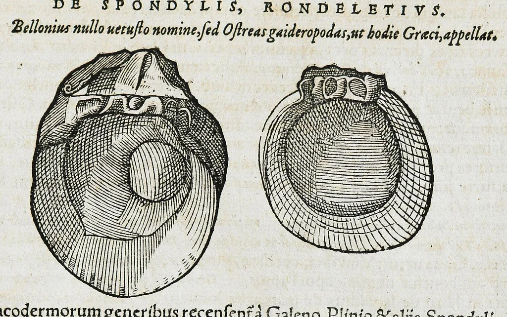An illustration from Conradi Gesneri medici Tigurini Historiæ animalium liber IIII. Qui est de Piscium & aquatilium animantium natura. Cum iconibus singulorum ad uiuum expressis fere omnib. DCCVI. Continentur in hoc uolumine Gulielmi Rondeletij quoq[ue] medicinæ professoris regij in Schola Monspeliensi et Petri Bellonij Cenomani, medici hoc tempore Lutetiæ eximij, de aquatilium singulis scripta, 1558, leaf 805