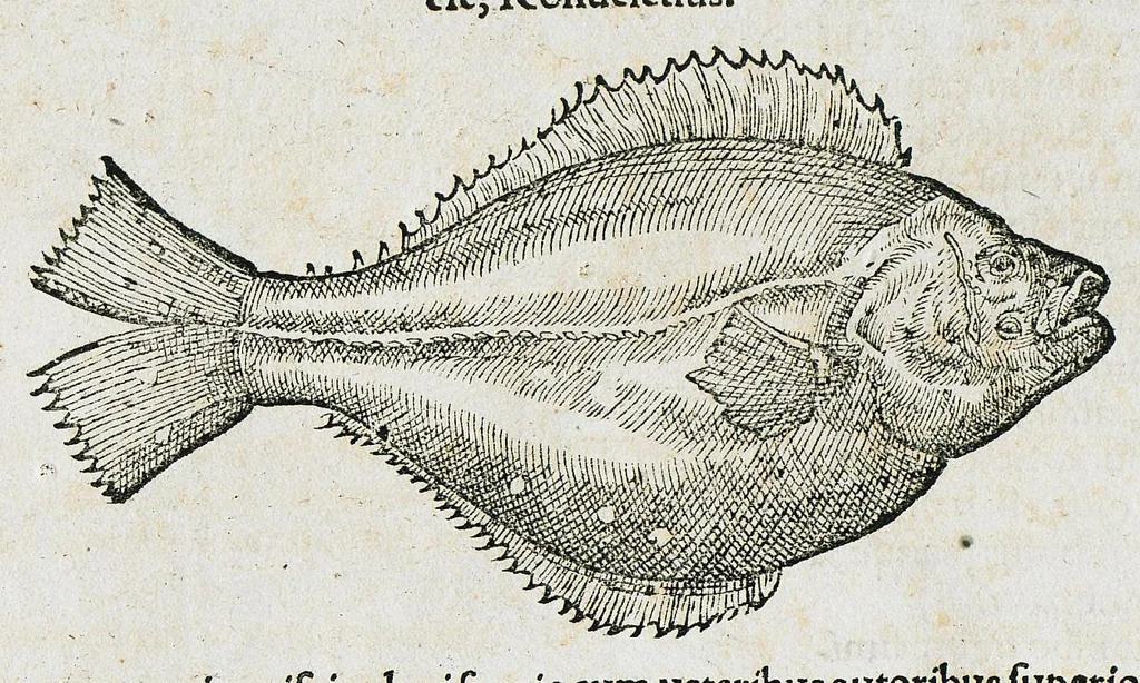 An illustration from Conradi Gesneri medici Tigurini Historiæ animalium liber IIII. Qui est de Piscium & aquatilium animantium natura. Cum iconibus singulorum ad uiuum expressis fere omnib. DCCVI. Continentur in hoc uolumine Gulielmi Rondeletij quoq[ue] medicinæ professoris regij in Schola Monspeliensi et Petri Bellonij Cenomani, medici hoc tempore Lutetiæ eximij, de aquatilium singulis scripta, 1558, leaf 826