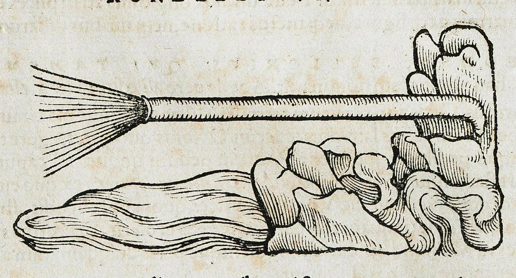 An illustration from Conradi Gesneri medici Tigurini Historiæ animalium liber IIII. Qui est de Piscium & aquatilium animantium natura. Cum iconibus singulorum ad uiuum expressis fere omnib. DCCVI. Continentur in hoc uolumine Gulielmi Rondeletij quoq[ue] medicinæ professoris regij in Schola Monspeliensi et Petri Bellonij Cenomani, medici hoc tempore Lutetiæ eximij, de aquatilium singulis scripta, 1558, leaf 862