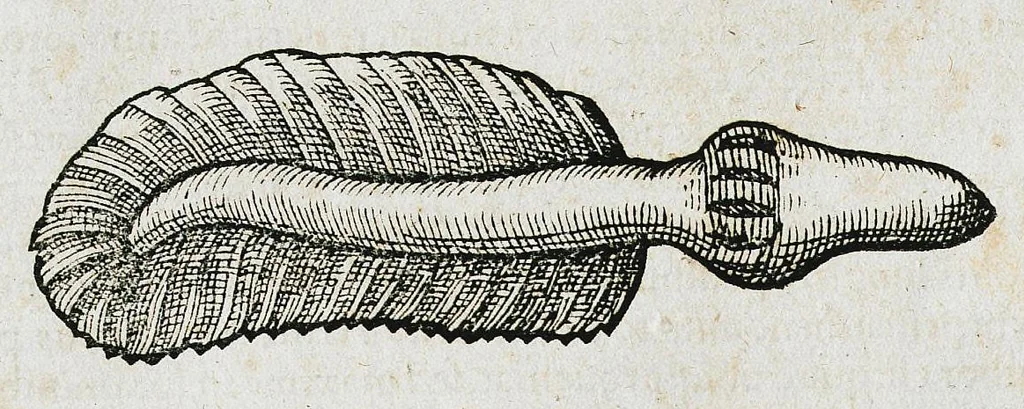 An illustration from Conradi Gesneri medici Tigurini Historiæ animalium liber IIII. Qui est de Piscium & aquatilium animantium natura. Cum iconibus singulorum ad uiuum expressis fere omnib. DCCVI. Continentur in hoc uolumine Gulielmi Rondeletij quoq[ue] medicinæ professoris regij in Schola Monspeliensi et Petri Bellonij Cenomani, medici hoc tempore Lutetiæ eximij, de aquatilium singulis scripta, 1558, leaf 862