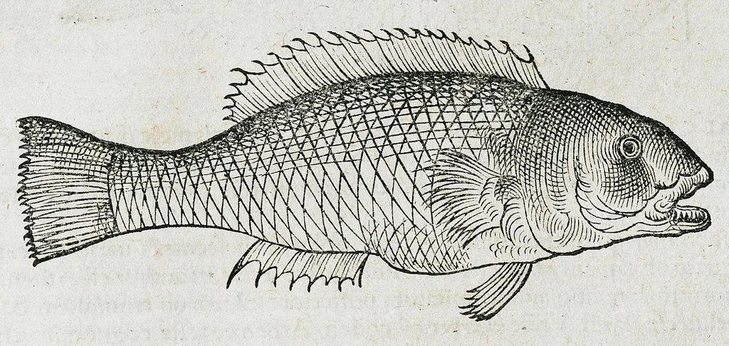 An illustration from Conradi Gesneri medici Tigurini Historiæ animalium liber IIII. Qui est de Piscium & aquatilium animantium natura. Cum iconibus singulorum ad uiuum expressis fere omnib. DCCVI. Continentur in hoc uolumine Gulielmi Rondeletij quoq[ue] medicinæ professoris regij in Schola Monspeliensi et Petri Bellonij Cenomani, medici hoc tempore Lutetiæ eximij, de aquatilium singulis scripta, 1558, leaf 890