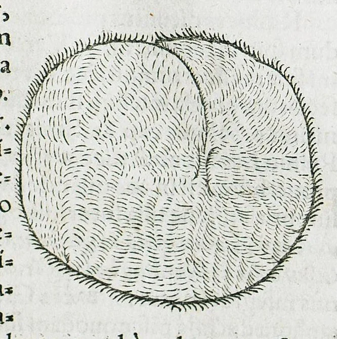 An illustration from Conradi Gesneri medici Tigurini Historiæ animalium liber IIII. Qui est de Piscium & aquatilium animantium natura. Cum iconibus singulorum ad uiuum expressis fere omnib. DCCVI. Continentur in hoc uolumine Gulielmi Rondeletij quoq[ue] medicinæ professoris regij in Schola Monspeliensi et Petri Bellonij Cenomani, medici hoc tempore Lutetiæ eximij, de aquatilium singulis scripta, 1558, leaf 939