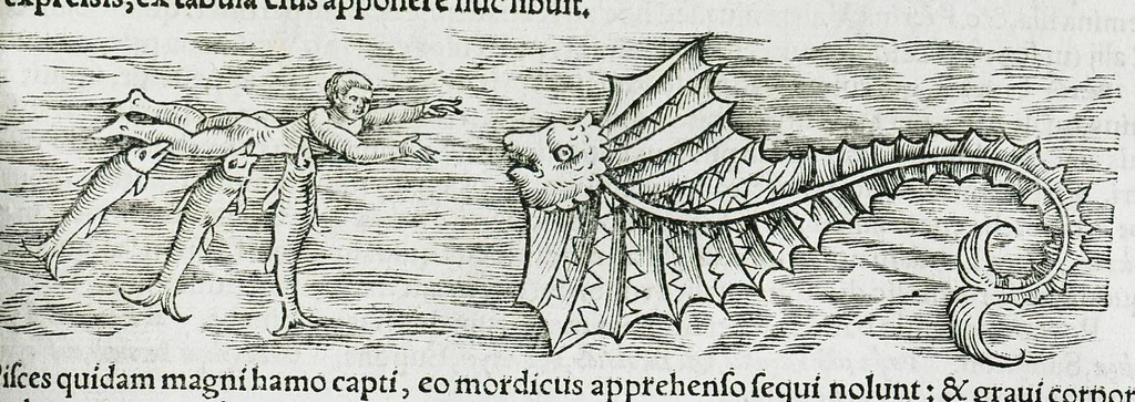 An illustration from Conradi Gesneri medici Tigurini Historiæ animalium liber IIII. Qui est de Piscium & aquatilium animantium natura. Cum iconibus singulorum ad uiuum expressis fere omnib. DCCVI. Continentur in hoc uolumine Gulielmi Rondeletij quoq[ue] medicinæ professoris regij in Schola Monspeliensi et Petri Bellonij Cenomani, medici hoc tempore Lutetiæ eximij, de aquatilium singulis scripta, 1558, leaf 985