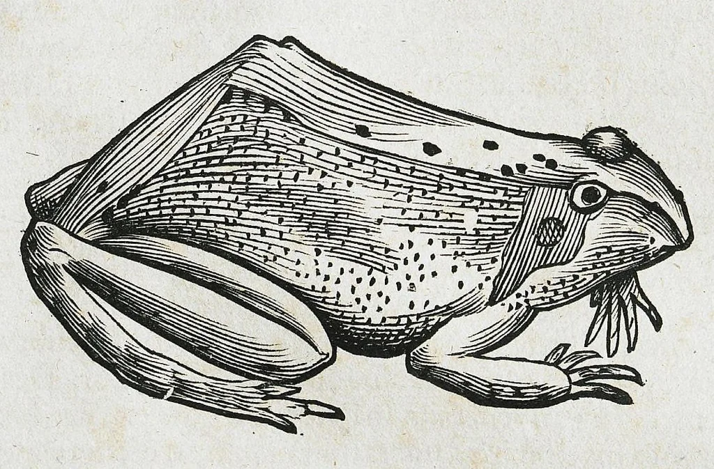 An illustration from Conradi Gesneri medici Tigurini Historiæ animalium liber IIII. Qui est de Piscium & aquatilium animantium natura. Cum iconibus singulorum ad uiuum expressis fere omnib. DCCVI. Continentur in hoc uolumine Gulielmi Rondeletij quoq[ue] medicinæ professoris regij in Schola Monspeliensi et Petri Bellonij Cenomani, medici hoc tempore Lutetiæ eximij, de aquatilium singulis scripta, 1558, leaf 996
