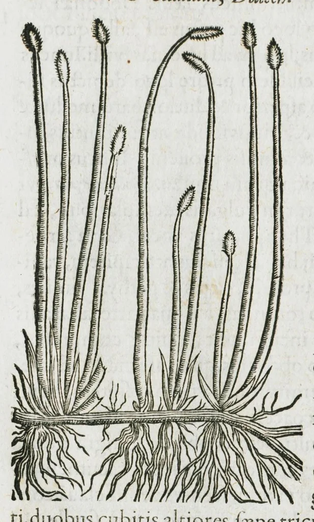 An illustration from Historia generalis plantarum : in libros XVIII per certas classes artificiose digesta, Haec plusquam mille imaginibus plantarum locupletior superioribus, omnes propemodum quae ab antiquis scriptoribus, Graecis, Latinis, Arabibus, nominantur: necnon eas quae in orientis atque Occidentis partibus, ante seculum nostrum incognitis, repertae fuerunt, tibi exhibet ; habes etiam earundem plantarum peculiaria diversis nationibus nomina: habes amplas descriptiones, è quibus singularum genus, formam, ubi crescant et quo tempore vigeant, natiorum temperamentum, vires denique in Medicina proprias cognosces., 1587, leaf 1002