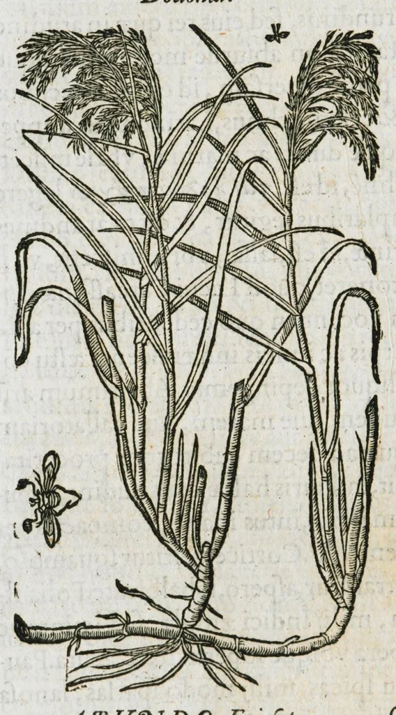 An illustration from Historia generalis plantarum : in libros XVIII per certas classes artificiose digesta, Haec plusquam mille imaginibus plantarum locupletior superioribus, omnes propemodum quae ab antiquis scriptoribus, Graecis, Latinis, Arabibus, nominantur: necnon eas quae in orientis atque Occidentis partibus, ante seculum nostrum incognitis, repertae fuerunt, tibi exhibet ; habes etiam earundem plantarum peculiaria diversis nationibus nomina: habes amplas descriptiones, è quibus singularum genus, formam, ubi crescant et quo tempore vigeant, natiorum temperamentum, vires denique in Medicina proprias cognosces., 1587, leaf 1016