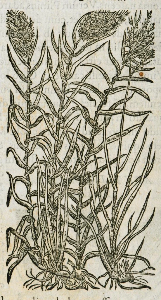An illustration from Historia generalis plantarum : in libros XVIII per certas classes artificiose digesta, Haec plusquam mille imaginibus plantarum locupletior superioribus, omnes propemodum quae ab antiquis scriptoribus, Graecis, Latinis, Arabibus, nominantur: necnon eas quae in orientis atque Occidentis partibus, ante seculum nostrum incognitis, repertae fuerunt, tibi exhibet ; habes etiam earundem plantarum peculiaria diversis nationibus nomina: habes amplas descriptiones, è quibus singularum genus, formam, ubi crescant et quo tempore vigeant, natiorum temperamentum, vires denique in Medicina proprias cognosces., 1587, leaf 1016