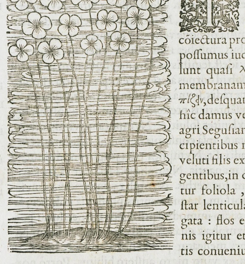 An illustration from Historia generalis plantarum : in libros XVIII per certas classes artificiose digesta, Haec plusquam mille imaginibus plantarum locupletior superioribus, omnes propemodum quae ab antiquis scriptoribus, Graecis, Latinis, Arabibus, nominantur: necnon eas quae in orientis atque Occidentis partibus, ante seculum nostrum incognitis, repertae fuerunt, tibi exhibet ; habes etiam earundem plantarum peculiaria diversis nationibus nomina: habes amplas descriptiones, è quibus singularum genus, formam, ubi crescant et quo tempore vigeant, natiorum temperamentum, vires denique in Medicina proprias cognosces., 1587, leaf 1030