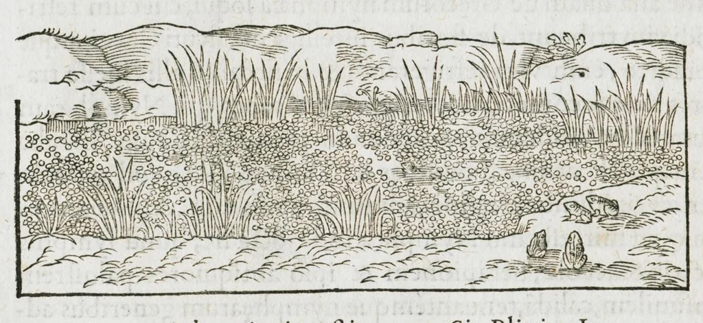 An illustration from Historia generalis plantarum : in libros XVIII per certas classes artificiose digesta, Haec plusquam mille imaginibus plantarum locupletior superioribus, omnes propemodum quae ab antiquis scriptoribus, Graecis, Latinis, Arabibus, nominantur: necnon eas quae in orientis atque Occidentis partibus, ante seculum nostrum incognitis, repertae fuerunt, tibi exhibet ; habes etiam earundem plantarum peculiaria diversis nationibus nomina: habes amplas descriptiones, è quibus singularum genus, formam, ubi crescant et quo tempore vigeant, natiorum temperamentum, vires denique in Medicina proprias cognosces., 1587, leaf 1030