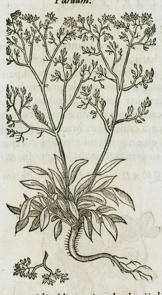 An illustration from Historia generalis plantarum : in libros XVIII per certas classes artificiose digesta, Haec plusquam mille imaginibus plantarum locupletior superioribus, omnes propemodum quae ab antiquis scriptoribus, Graecis, Latinis, Arabibus, nominantur: necnon eas quae in orientis atque Occidentis partibus, ante seculum nostrum incognitis, repertae fuerunt, tibi exhibet ; habes etiam earundem plantarum peculiaria diversis nationibus nomina: habes amplas descriptiones, è quibus singularum genus, formam, ubi crescant et quo tempore vigeant, natiorum temperamentum, vires denique in Medicina proprias cognosces., 1587, leaf 1041