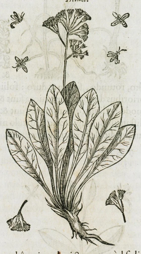 An illustration from Historia generalis plantarum : in libros XVIII per certas classes artificiose digesta, Haec plusquam mille imaginibus plantarum locupletior superioribus, omnes propemodum quae ab antiquis scriptoribus, Graecis, Latinis, Arabibus, nominantur: necnon eas quae in orientis atque Occidentis partibus, ante seculum nostrum incognitis, repertae fuerunt, tibi exhibet ; habes etiam earundem plantarum peculiaria diversis nationibus nomina: habes amplas descriptiones, è quibus singularum genus, formam, ubi crescant et quo tempore vigeant, natiorum temperamentum, vires denique in Medicina proprias cognosces., 1587, leaf 1041