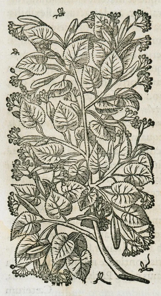 An illustration from Historia generalis plantarum : in libros XVIII per certas classes artificiose digesta, Haec plusquam mille imaginibus plantarum locupletior superioribus, omnes propemodum quae ab antiquis scriptoribus, Graecis, Latinis, Arabibus, nominantur: necnon eas quae in orientis atque Occidentis partibus, ante seculum nostrum incognitis, repertae fuerunt, tibi exhibet ; habes etiam earundem plantarum peculiaria diversis nationibus nomina: habes amplas descriptiones, è quibus singularum genus, formam, ubi crescant et quo tempore vigeant, natiorum temperamentum, vires denique in Medicina proprias cognosces., 1587, leaf 105