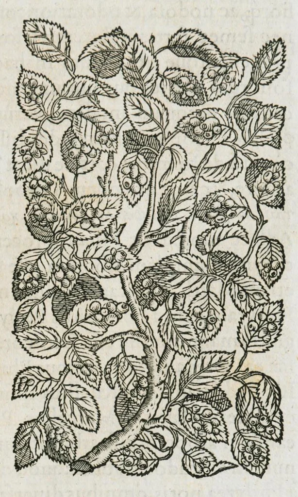 An illustration from Historia generalis plantarum : in libros XVIII per certas classes artificiose digesta, Haec plusquam mille imaginibus plantarum locupletior superioribus, omnes propemodum quae ab antiquis scriptoribus, Graecis, Latinis, Arabibus, nominantur: necnon eas quae in orientis atque Occidentis partibus, ante seculum nostrum incognitis, repertae fuerunt, tibi exhibet ; habes etiam earundem plantarum peculiaria diversis nationibus nomina: habes amplas descriptiones, è quibus singularum genus, formam, ubi crescant et quo tempore vigeant, natiorum temperamentum, vires denique in Medicina proprias cognosces., 1587, leaf 105