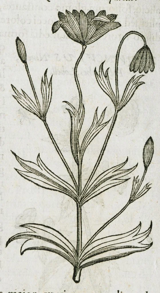 An illustration from Historia generalis plantarum : in libros XVIII per certas classes artificiose digesta, Haec plusquam mille imaginibus plantarum locupletior superioribus, omnes propemodum quae ab antiquis scriptoribus, Graecis, Latinis, Arabibus, nominantur: necnon eas quae in orientis atque Occidentis partibus, ante seculum nostrum incognitis, repertae fuerunt, tibi exhibet ; habes etiam earundem plantarum peculiaria diversis nationibus nomina: habes amplas descriptiones, è quibus singularum genus, formam, ubi crescant et quo tempore vigeant, natiorum temperamentum, vires denique in Medicina proprias cognosces., 1587, leaf 1052