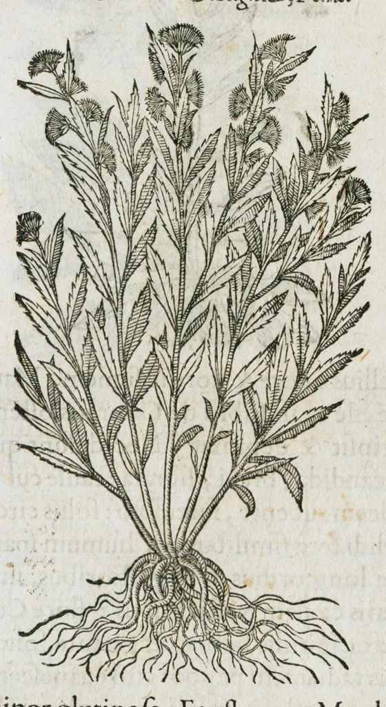 An illustration from Historia generalis plantarum : in libros XVIII per certas classes artificiose digesta, Haec plusquam mille imaginibus plantarum locupletior superioribus, omnes propemodum quae ab antiquis scriptoribus, Graecis, Latinis, Arabibus, nominantur: necnon eas quae in orientis atque Occidentis partibus, ante seculum nostrum incognitis, repertae fuerunt, tibi exhibet ; habes etiam earundem plantarum peculiaria diversis nationibus nomina: habes amplas descriptiones, è quibus singularum genus, formam, ubi crescant et quo tempore vigeant, natiorum temperamentum, vires denique in Medicina proprias cognosces., 1587, leaf 1062