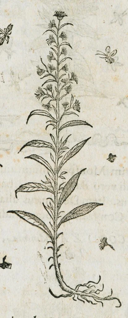 An illustration from Historia generalis plantarum : in libros XVIII per certas classes artificiose digesta, Haec plusquam mille imaginibus plantarum locupletior superioribus, omnes propemodum quae ab antiquis scriptoribus, Graecis, Latinis, Arabibus, nominantur: necnon eas quae in orientis atque Occidentis partibus, ante seculum nostrum incognitis, repertae fuerunt, tibi exhibet ; habes etiam earundem plantarum peculiaria diversis nationibus nomina: habes amplas descriptiones, è quibus singularum genus, formam, ubi crescant et quo tempore vigeant, natiorum temperamentum, vires denique in Medicina proprias cognosces., 1587, leaf 1062