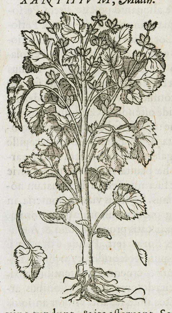 An illustration from Historia generalis plantarum : in libros XVIII per certas classes artificiose digesta, Haec plusquam mille imaginibus plantarum locupletior superioribus, omnes propemodum quae ab antiquis scriptoribus, Graecis, Latinis, Arabibus, nominantur: necnon eas quae in orientis atque Occidentis partibus, ante seculum nostrum incognitis, repertae fuerunt, tibi exhibet ; habes etiam earundem plantarum peculiaria diversis nationibus nomina: habes amplas descriptiones, è quibus singularum genus, formam, ubi crescant et quo tempore vigeant, natiorum temperamentum, vires denique in Medicina proprias cognosces., 1587, leaf 1072