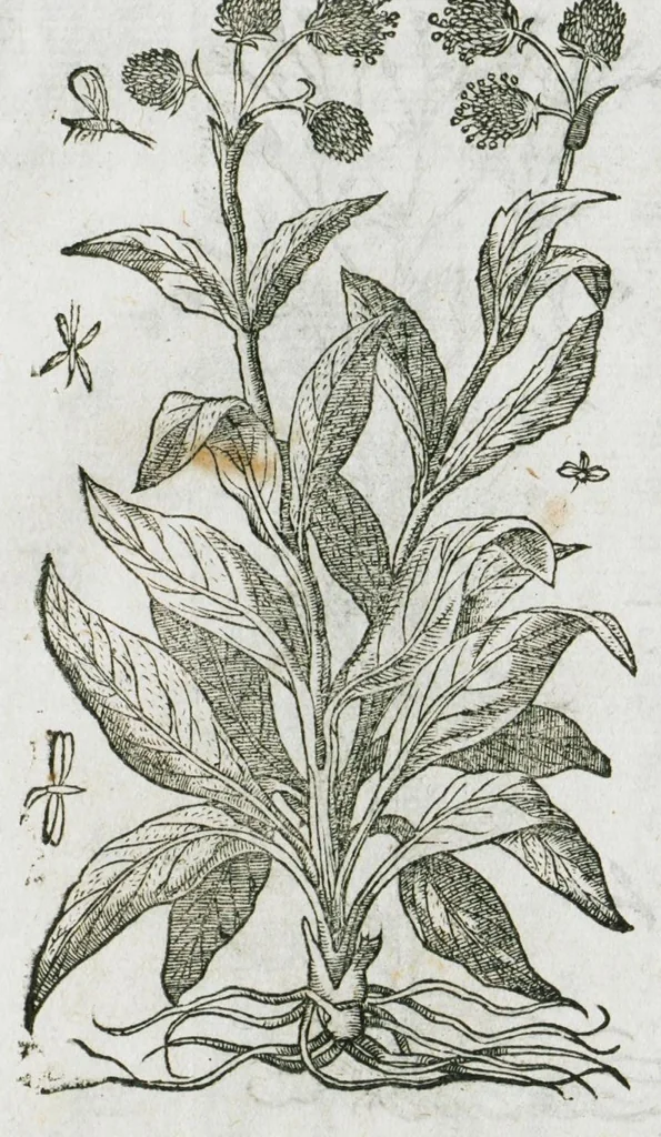 An illustration from Historia generalis plantarum : in libros XVIII per certas classes artificiose digesta, Haec plusquam mille imaginibus plantarum locupletior superioribus, omnes propemodum quae ab antiquis scriptoribus, Graecis, Latinis, Arabibus, nominantur: necnon eas quae in orientis atque Occidentis partibus, ante seculum nostrum incognitis, repertae fuerunt, tibi exhibet ; habes etiam earundem plantarum peculiaria diversis nationibus nomina: habes amplas descriptiones, è quibus singularum genus, formam, ubi crescant et quo tempore vigeant, natiorum temperamentum, vires denique in Medicina proprias cognosces., 1587, leaf 1083