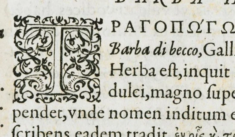 An illustration from Historia generalis plantarum : in libros XVIII per certas classes artificiose digesta, Haec plusquam mille imaginibus plantarum locupletior superioribus, omnes propemodum quae ab antiquis scriptoribus, Graecis, Latinis, Arabibus, nominantur: necnon eas quae in orientis atque Occidentis partibus, ante seculum nostrum incognitis, repertae fuerunt, tibi exhibet ; habes etiam earundem plantarum peculiaria diversis nationibus nomina: habes amplas descriptiones, è quibus singularum genus, formam, ubi crescant et quo tempore vigeant, natiorum temperamentum, vires denique in Medicina proprias cognosces., 1587, leaf 1094