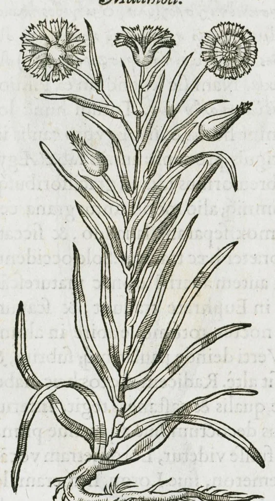 An illustration from Historia generalis plantarum : in libros XVIII per certas classes artificiose digesta, Haec plusquam mille imaginibus plantarum locupletior superioribus, omnes propemodum quae ab antiquis scriptoribus, Graecis, Latinis, Arabibus, nominantur: necnon eas quae in orientis atque Occidentis partibus, ante seculum nostrum incognitis, repertae fuerunt, tibi exhibet ; habes etiam earundem plantarum peculiaria diversis nationibus nomina: habes amplas descriptiones, è quibus singularum genus, formam, ubi crescant et quo tempore vigeant, natiorum temperamentum, vires denique in Medicina proprias cognosces., 1587, leaf 1094