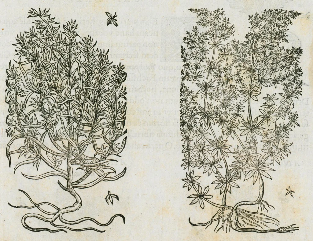 An illustration from Historia generalis plantarum : in libros XVIII per certas classes artificiose digesta, Haec plusquam mille imaginibus plantarum locupletior superioribus, omnes propemodum quae ab antiquis scriptoribus, Graecis, Latinis, Arabibus, nominantur: necnon eas quae in orientis atque Occidentis partibus, ante seculum nostrum incognitis, repertae fuerunt, tibi exhibet ; habes etiam earundem plantarum peculiaria diversis nationibus nomina: habes amplas descriptiones, è quibus singularum genus, formam, ubi crescant et quo tempore vigeant, natiorum temperamentum, vires denique in Medicina proprias cognosces., 1587, leaf 1105
