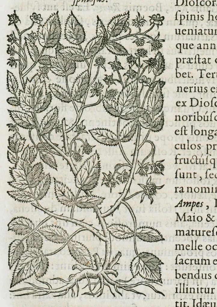 An illustration from Historia generalis plantarum : in libros XVIII per certas classes artificiose digesta, Haec plusquam mille imaginibus plantarum locupletior superioribus, omnes propemodum quae ab antiquis scriptoribus, Graecis, Latinis, Arabibus, nominantur: necnon eas quae in orientis atque Occidentis partibus, ante seculum nostrum incognitis, repertae fuerunt, tibi exhibet ; habes etiam earundem plantarum peculiaria diversis nationibus nomina: habes amplas descriptiones, è quibus singularum genus, formam, ubi crescant et quo tempore vigeant, natiorum temperamentum, vires denique in Medicina proprias cognosces., 1587, leaf 139