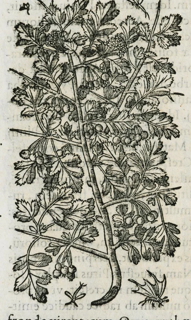 An illustration from Historia generalis plantarum : in libros XVIII per certas classes artificiose digesta, Haec plusquam mille imaginibus plantarum locupletior superioribus, omnes propemodum quae ab antiquis scriptoribus, Graecis, Latinis, Arabibus, nominantur: necnon eas quae in orientis atque Occidentis partibus, ante seculum nostrum incognitis, repertae fuerunt, tibi exhibet ; habes etiam earundem plantarum peculiaria diversis nationibus nomina: habes amplas descriptiones, è quibus singularum genus, formam, ubi crescant et quo tempore vigeant, natiorum temperamentum, vires denique in Medicina proprias cognosces., 1587, leaf 152