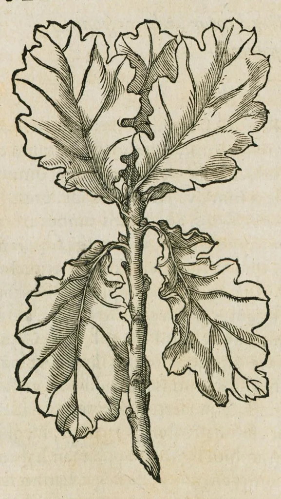 An illustration from Historia generalis plantarum : in libros XVIII per certas classes artificiose digesta, Haec plusquam mille imaginibus plantarum locupletior superioribus, omnes propemodum quae ab antiquis scriptoribus, Graecis, Latinis, Arabibus, nominantur: necnon eas quae in orientis atque Occidentis partibus, ante seculum nostrum incognitis, repertae fuerunt, tibi exhibet ; habes etiam earundem plantarum peculiaria diversis nationibus nomina: habes amplas descriptiones, è quibus singularum genus, formam, ubi crescant et quo tempore vigeant, natiorum temperamentum, vires denique in Medicina proprias cognosces., 1587, leaf 18