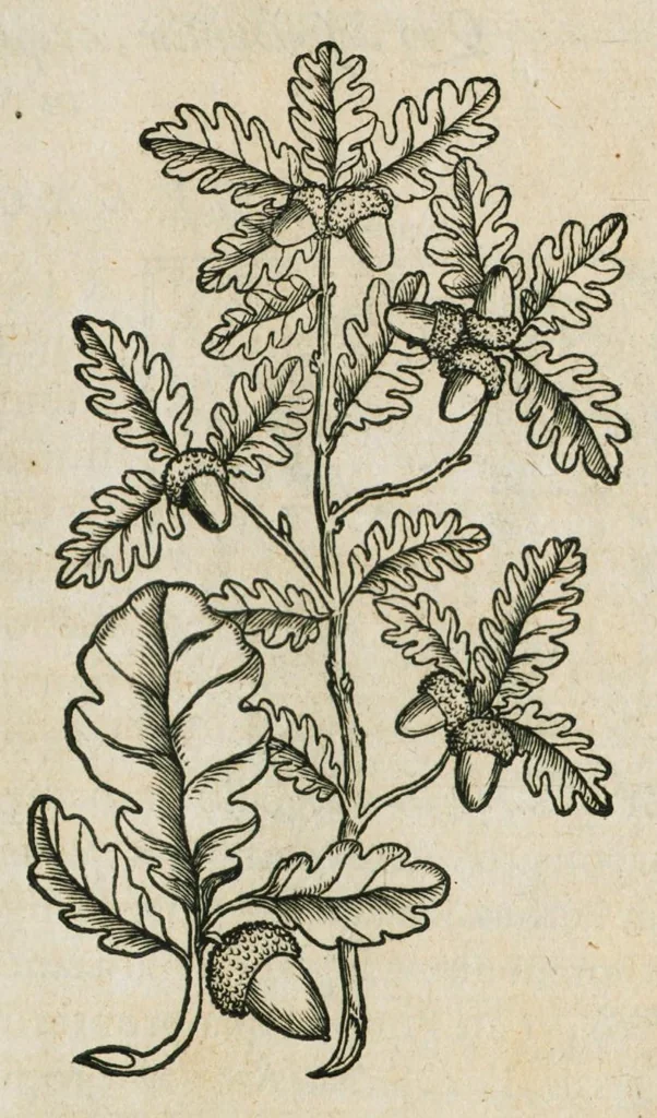 An illustration from Historia generalis plantarum : in libros XVIII per certas classes artificiose digesta, Haec plusquam mille imaginibus plantarum locupletior superioribus, omnes propemodum quae ab antiquis scriptoribus, Graecis, Latinis, Arabibus, nominantur: necnon eas quae in orientis atque Occidentis partibus, ante seculum nostrum incognitis, repertae fuerunt, tibi exhibet ; habes etiam earundem plantarum peculiaria diversis nationibus nomina: habes amplas descriptiones, è quibus singularum genus, formam, ubi crescant et quo tempore vigeant, natiorum temperamentum, vires denique in Medicina proprias cognosces., 1587, leaf 18