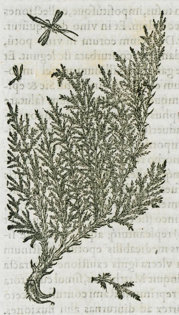 An illustration from Historia generalis plantarum : in libros XVIII per certas classes artificiose digesta, Haec plusquam mille imaginibus plantarum locupletior superioribus, omnes propemodum quae ab antiquis scriptoribus, Graecis, Latinis, Arabibus, nominantur: necnon eas quae in orientis atque Occidentis partibus, ante seculum nostrum incognitis, repertae fuerunt, tibi exhibet ; habes etiam earundem plantarum peculiaria diversis nationibus nomina: habes amplas descriptiones, è quibus singularum genus, formam, ubi crescant et quo tempore vigeant, natiorum temperamentum, vires denique in Medicina proprias cognosces., 1587, leaf 198