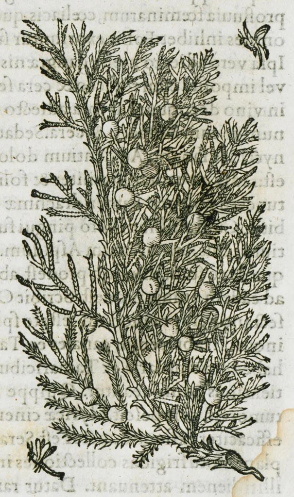 An illustration from Historia generalis plantarum : in libros XVIII per certas classes artificiose digesta, Haec plusquam mille imaginibus plantarum locupletior superioribus, omnes propemodum quae ab antiquis scriptoribus, Graecis, Latinis, Arabibus, nominantur: necnon eas quae in orientis atque Occidentis partibus, ante seculum nostrum incognitis, repertae fuerunt, tibi exhibet ; habes etiam earundem plantarum peculiaria diversis nationibus nomina: habes amplas descriptiones, è quibus singularum genus, formam, ubi crescant et quo tempore vigeant, natiorum temperamentum, vires denique in Medicina proprias cognosces., 1587, leaf 198