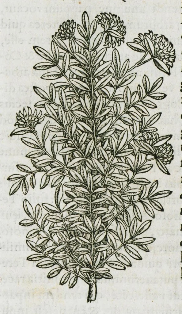 An illustration from Historia generalis plantarum : in libros XVIII per certas classes artificiose digesta, Haec plusquam mille imaginibus plantarum locupletior superioribus, omnes propemodum quae ab antiquis scriptoribus, Graecis, Latinis, Arabibus, nominantur: necnon eas quae in orientis atque Occidentis partibus, ante seculum nostrum incognitis, repertae fuerunt, tibi exhibet ; habes etiam earundem plantarum peculiaria diversis nationibus nomina: habes amplas descriptiones, è quibus singularum genus, formam, ubi crescant et quo tempore vigeant, natiorum temperamentum, vires denique in Medicina proprias cognosces., 1587, leaf 210
