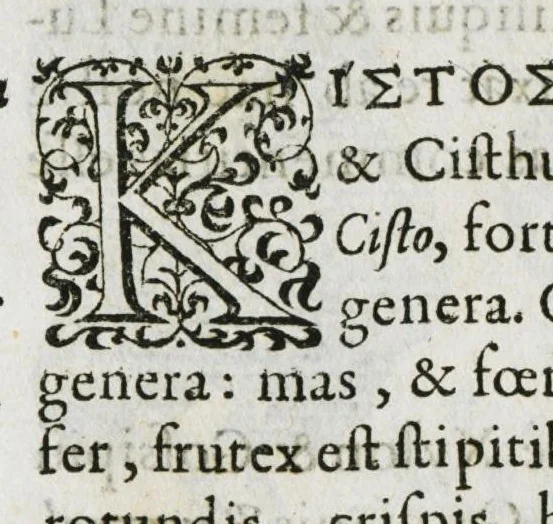 An illustration from Historia generalis plantarum : in libros XVIII per certas classes artificiose digesta, Haec plusquam mille imaginibus plantarum locupletior superioribus, omnes propemodum quae ab antiquis scriptoribus, Graecis, Latinis, Arabibus, nominantur: necnon eas quae in orientis atque Occidentis partibus, ante seculum nostrum incognitis, repertae fuerunt, tibi exhibet ; habes etiam earundem plantarum peculiaria diversis nationibus nomina: habes amplas descriptiones, è quibus singularum genus, formam, ubi crescant et quo tempore vigeant, natiorum temperamentum, vires denique in Medicina proprias cognosces., 1587, leaf 238