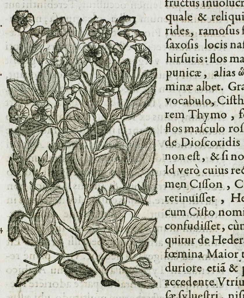 An illustration from Historia generalis plantarum : in libros XVIII per certas classes artificiose digesta, Haec plusquam mille imaginibus plantarum locupletior superioribus, omnes propemodum quae ab antiquis scriptoribus, Graecis, Latinis, Arabibus, nominantur: necnon eas quae in orientis atque Occidentis partibus, ante seculum nostrum incognitis, repertae fuerunt, tibi exhibet ; habes etiam earundem plantarum peculiaria diversis nationibus nomina: habes amplas descriptiones, è quibus singularum genus, formam, ubi crescant et quo tempore vigeant, natiorum temperamentum, vires denique in Medicina proprias cognosces., 1587, leaf 238