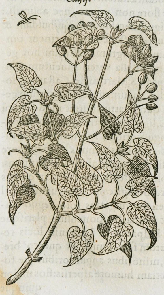 An illustration from Historia generalis plantarum : in libros XVIII per certas classes artificiose digesta, Haec plusquam mille imaginibus plantarum locupletior superioribus, omnes propemodum quae ab antiquis scriptoribus, Graecis, Latinis, Arabibus, nominantur: necnon eas quae in orientis atque Occidentis partibus, ante seculum nostrum incognitis, repertae fuerunt, tibi exhibet ; habes etiam earundem plantarum peculiaria diversis nationibus nomina: habes amplas descriptiones, è quibus singularum genus, formam, ubi crescant et quo tempore vigeant, natiorum temperamentum, vires denique in Medicina proprias cognosces., 1587, leaf 249
