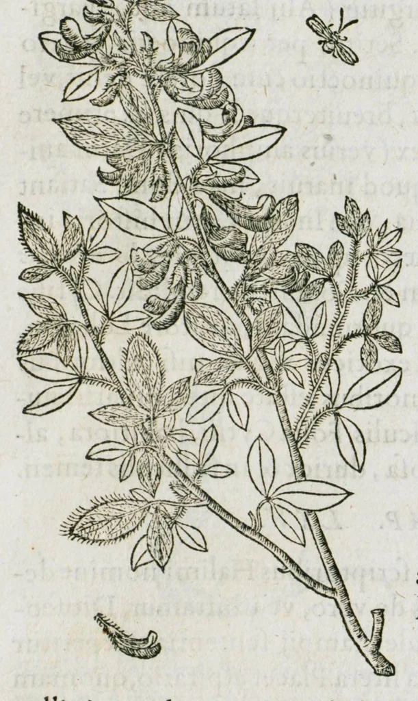 An illustration from Historia generalis plantarum : in libros XVIII per certas classes artificiose digesta, Haec plusquam mille imaginibus plantarum locupletior superioribus, omnes propemodum quae ab antiquis scriptoribus, Graecis, Latinis, Arabibus, nominantur: necnon eas quae in orientis atque Occidentis partibus, ante seculum nostrum incognitis, repertae fuerunt, tibi exhibet ; habes etiam earundem plantarum peculiaria diversis nationibus nomina: habes amplas descriptiones, è quibus singularum genus, formam, ubi crescant et quo tempore vigeant, natiorum temperamentum, vires denique in Medicina proprias cognosces., 1587, leaf 279