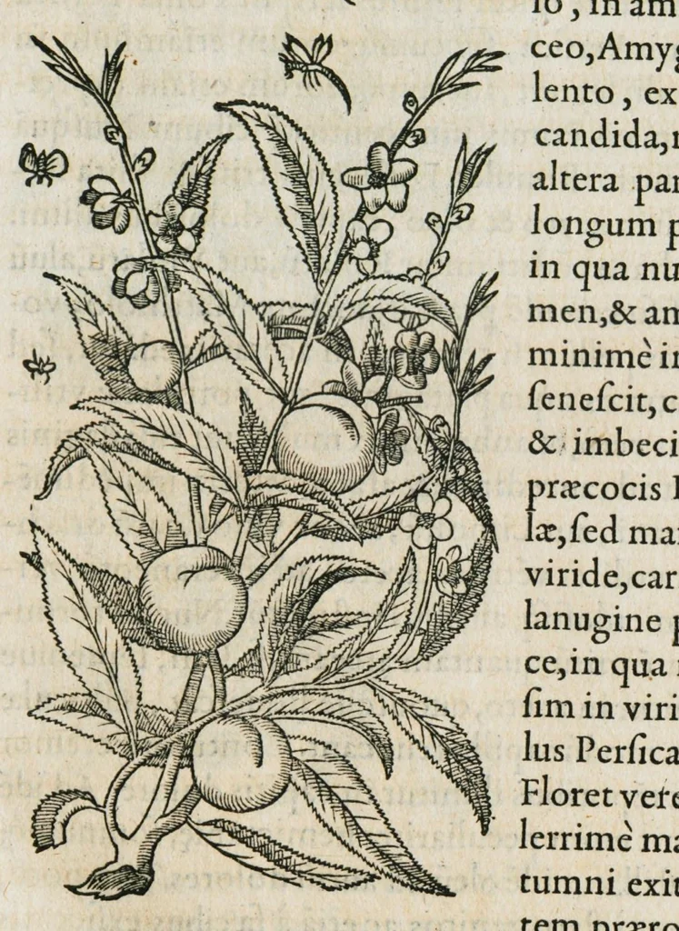 An illustration from Historia generalis plantarum : in libros XVIII per certas classes artificiose digesta, Haec plusquam mille imaginibus plantarum locupletior superioribus, omnes propemodum quae ab antiquis scriptoribus, Graecis, Latinis, Arabibus, nominantur: necnon eas quae in orientis atque Occidentis partibus, ante seculum nostrum incognitis, repertae fuerunt, tibi exhibet ; habes etiam earundem plantarum peculiaria diversis nationibus nomina: habes amplas descriptiones, è quibus singularum genus, formam, ubi crescant et quo tempore vigeant, natiorum temperamentum, vires denique in Medicina proprias cognosces., 1587, leaf 311
