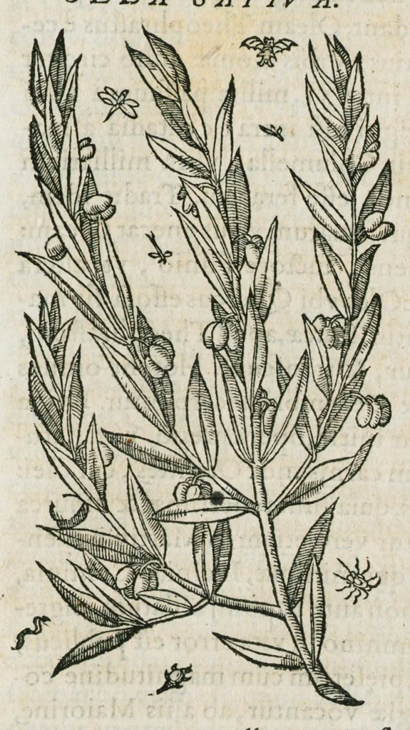 An illustration from Historia generalis plantarum : in libros XVIII per certas classes artificiose digesta, Haec plusquam mille imaginibus plantarum locupletior superioribus, omnes propemodum quae ab antiquis scriptoribus, Graecis, Latinis, Arabibus, nominantur: necnon eas quae in orientis atque Occidentis partibus, ante seculum nostrum incognitis, repertae fuerunt, tibi exhibet ; habes etiam earundem plantarum peculiaria diversis nationibus nomina: habes amplas descriptiones, è quibus singularum genus, formam, ubi crescant et quo tempore vigeant, natiorum temperamentum, vires denique in Medicina proprias cognosces., 1587, leaf 359
