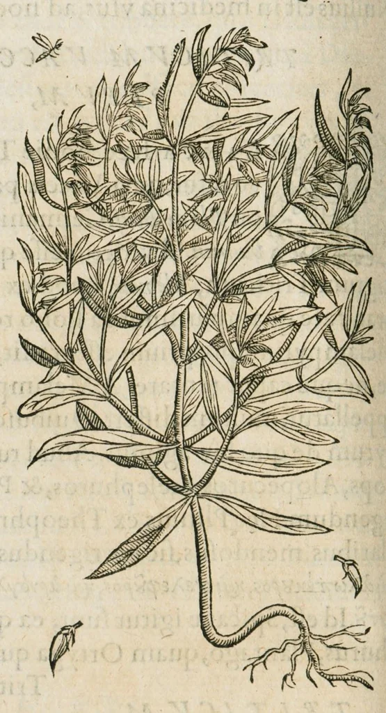 An illustration from Historia generalis plantarum : in libros XVIII per certas classes artificiose digesta, Haec plusquam mille imaginibus plantarum locupletior superioribus, omnes propemodum quae ab antiquis scriptoribus, Graecis, Latinis, Arabibus, nominantur: necnon eas quae in orientis atque Occidentis partibus, ante seculum nostrum incognitis, repertae fuerunt, tibi exhibet ; habes etiam earundem plantarum peculiaria diversis nationibus nomina: habes amplas descriptiones, è quibus singularum genus, formam, ubi crescant et quo tempore vigeant, natiorum temperamentum, vires denique in Medicina proprias cognosces., 1587, leaf 436