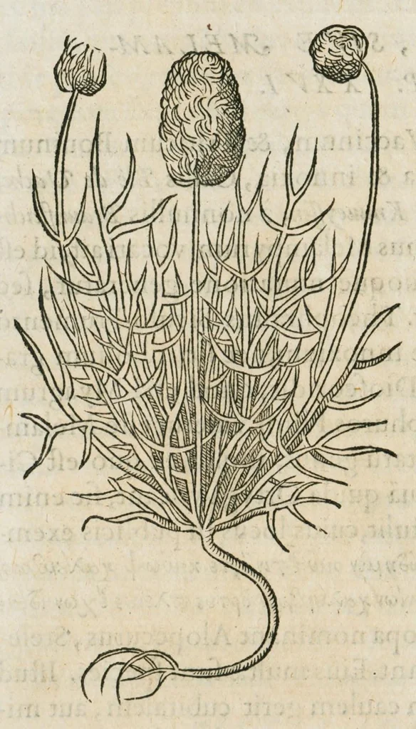 An illustration from Historia generalis plantarum : in libros XVIII per certas classes artificiose digesta, Haec plusquam mille imaginibus plantarum locupletior superioribus, omnes propemodum quae ab antiquis scriptoribus, Graecis, Latinis, Arabibus, nominantur: necnon eas quae in orientis atque Occidentis partibus, ante seculum nostrum incognitis, repertae fuerunt, tibi exhibet ; habes etiam earundem plantarum peculiaria diversis nationibus nomina: habes amplas descriptiones, è quibus singularum genus, formam, ubi crescant et quo tempore vigeant, natiorum temperamentum, vires denique in Medicina proprias cognosces., 1587, leaf 436