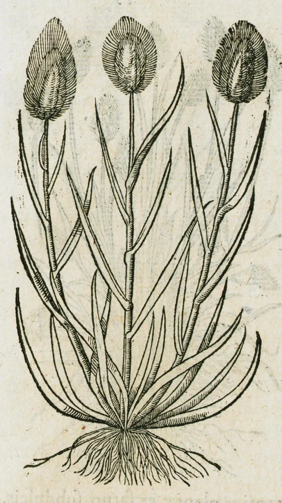 An illustration from Historia generalis plantarum : in libros XVIII per certas classes artificiose digesta, Haec plusquam mille imaginibus plantarum locupletior superioribus, omnes propemodum quae ab antiquis scriptoribus, Graecis, Latinis, Arabibus, nominantur: necnon eas quae in orientis atque Occidentis partibus, ante seculum nostrum incognitis, repertae fuerunt, tibi exhibet ; habes etiam earundem plantarum peculiaria diversis nationibus nomina: habes amplas descriptiones, è quibus singularum genus, formam, ubi crescant et quo tempore vigeant, natiorum temperamentum, vires denique in Medicina proprias cognosces., 1587, leaf 447