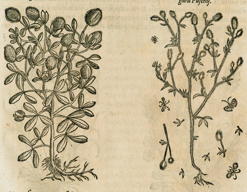 An illustration from Historia generalis plantarum : in libros XVIII per certas classes artificiose digesta, Haec plusquam mille imaginibus plantarum locupletior superioribus, omnes propemodum quae ab antiquis scriptoribus, Graecis, Latinis, Arabibus, nominantur: necnon eas quae in orientis atque Occidentis partibus, ante seculum nostrum incognitis, repertae fuerunt, tibi exhibet ; habes etiam earundem plantarum peculiaria diversis nationibus nomina: habes amplas descriptiones, è quibus singularum genus, formam, ubi crescant et quo tempore vigeant, natiorum temperamentum, vires denique in Medicina proprias cognosces., 1587, leaf 457